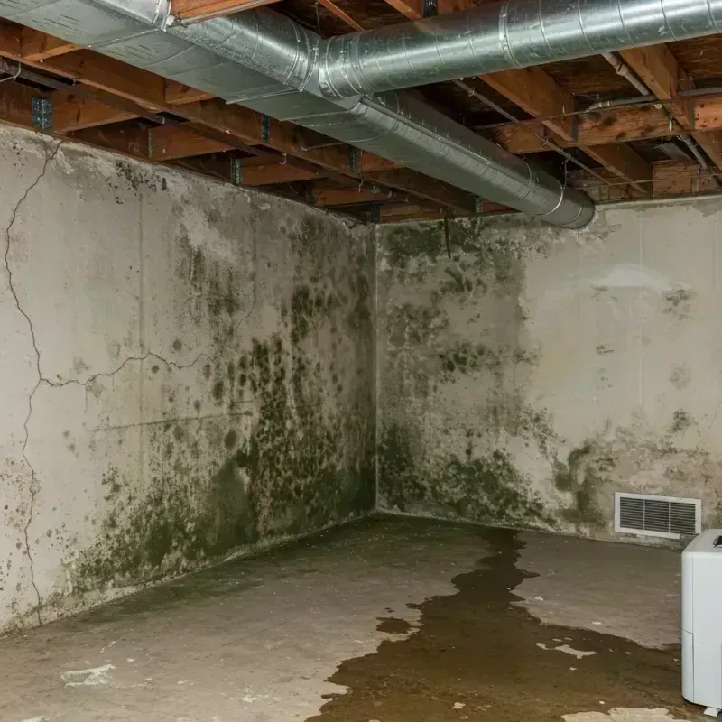 Professional Mold Removal in Oak Creek, WI